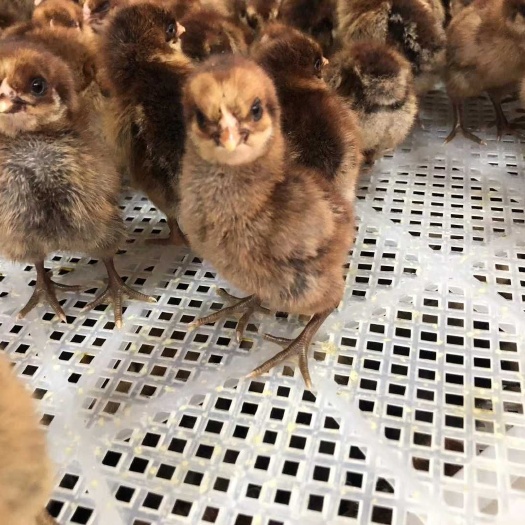 昆明青脚麻鸡苗 纯种青脚麻苗  厂家直销 假一赔十 运死包赔