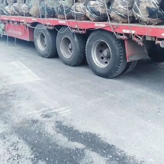 献县金丝小枣树苗 河北沧州绿化苗木，大量供应占地枣树，盘龙枣树