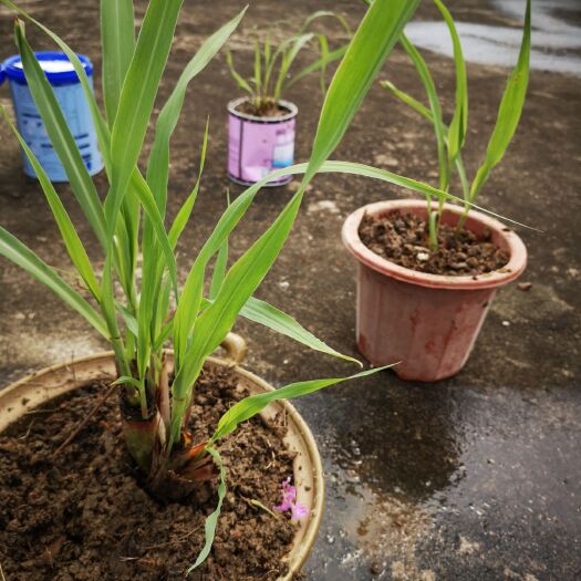 博罗县香茅草 粗生粗长香芧苗