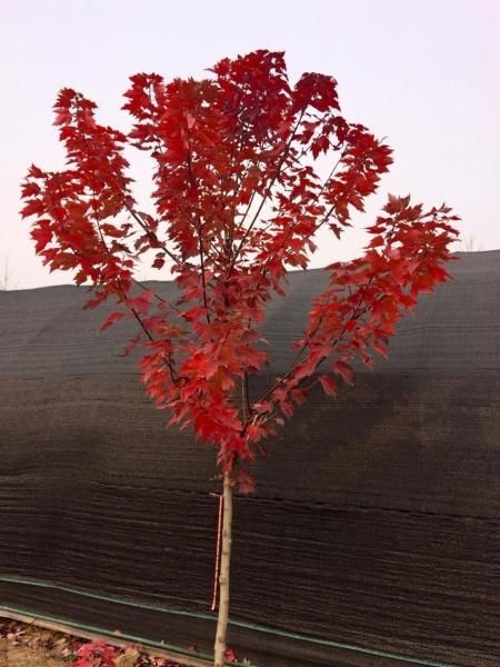 郯城县美国红枫 红冠红枫芽苗