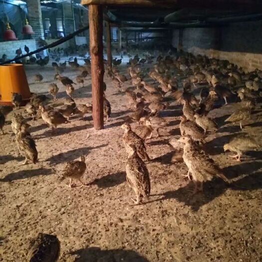 灵山县 鸡苗