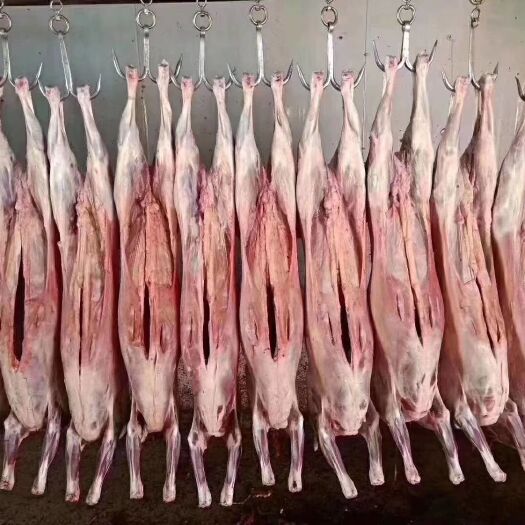 林西县羊肉类 生肉