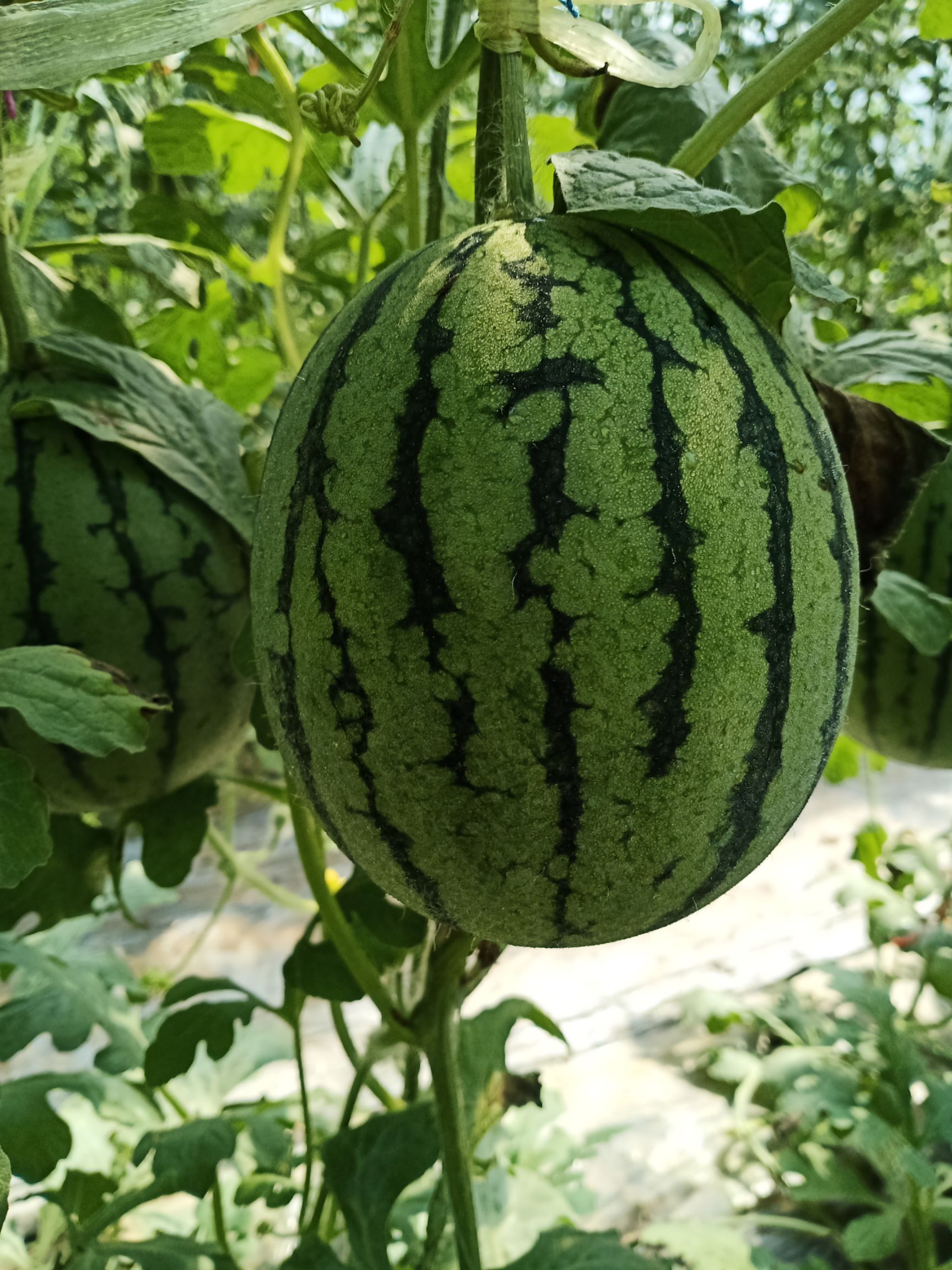 出售珍珠红西瓜