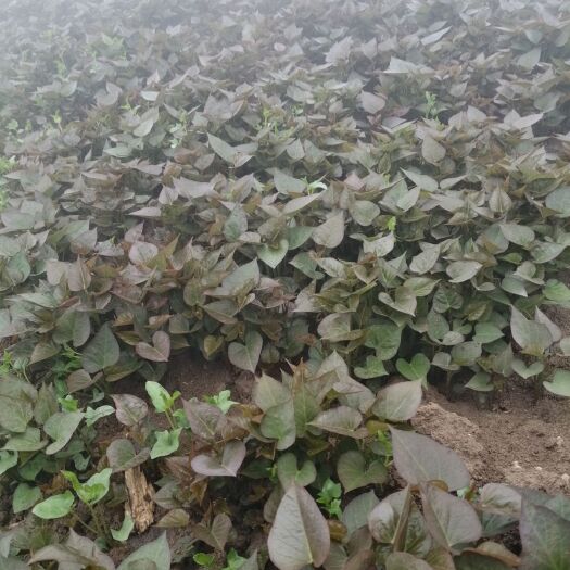 颍上县普通红薯种 出售红薯苗，西瓜红薯苗，量大从优，