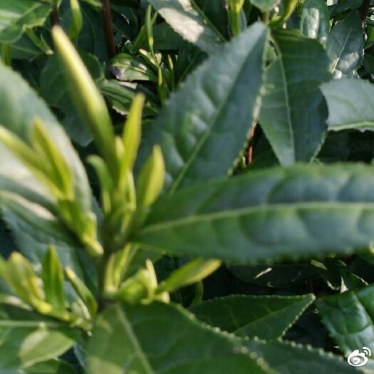 旌德县高山绿茶 茶叶:高山兰香型毛峰茶