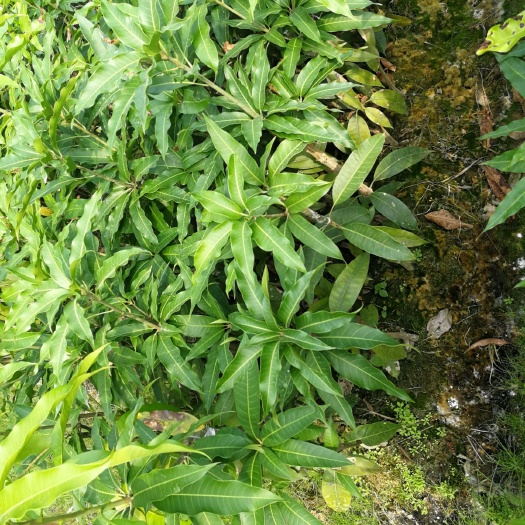 灵山县芒果苗 台农一号芒果苗 台农