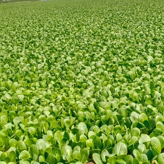 太和县上海青  青菜大量现货，大量现货，大量现货！！！