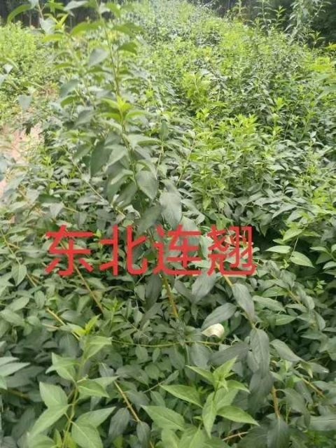 定州市 东北连翘