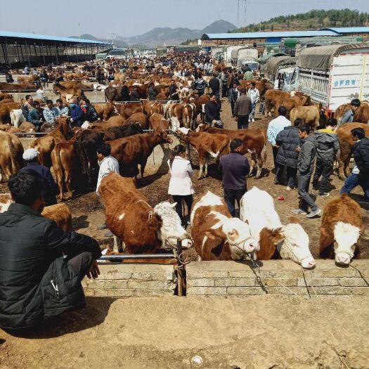 威宁县肉牛  高山放养