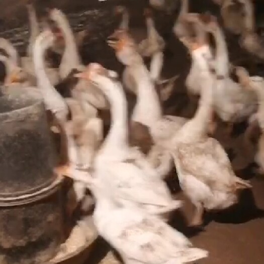 原阳县大三花鹅苗