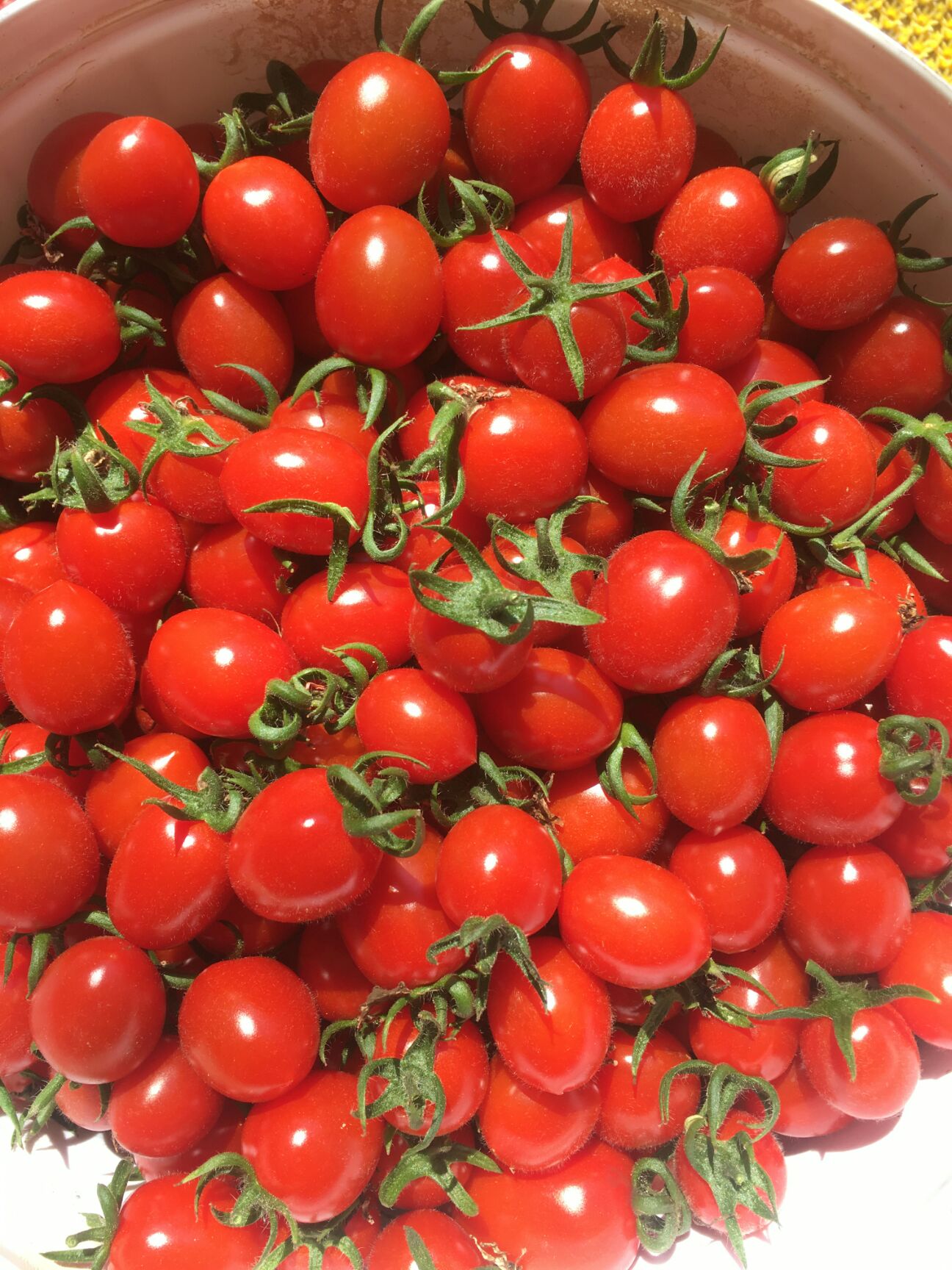 釜山88圣女果 果形均匀,色泽靓丽,口感香甜,糖度高,平均糖度高于12