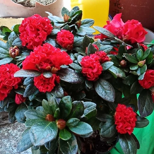 漳平市 凤冠杜鹃花，花期正开，花苞多，基地直发