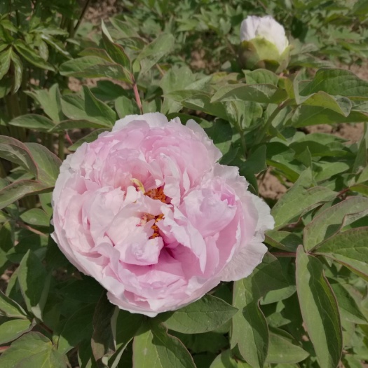 菏泽菏泽牡丹含苞待放 观赏牡丹苗 芍药苗 牡丹种植地批发出售牡丹