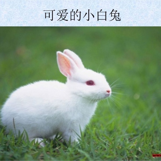 剑阁县肉兔 1-3斤