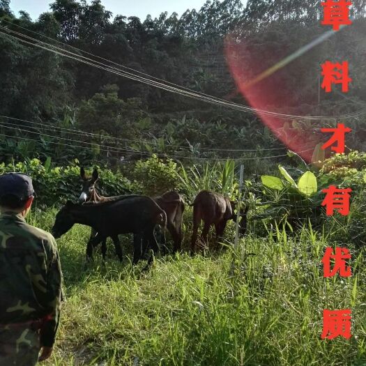 华安县 驴苗 育肥驴 种驴  母驴都有