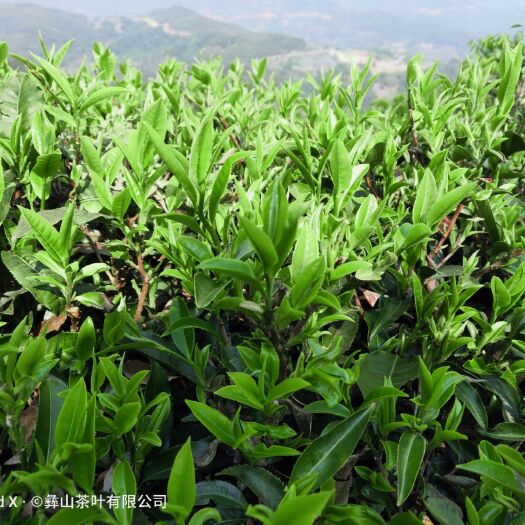 景东县有机红茶 有机高山红