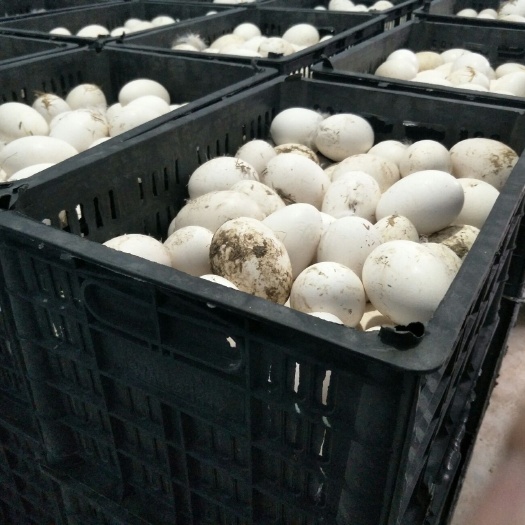 临沭县鲜鹅蛋 食用 散装