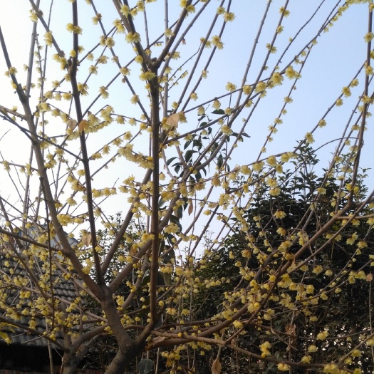 临泉县 我家有腊梅1至5公分腊梅上千棵，品种有素心腊梅，狗牙腊梅。