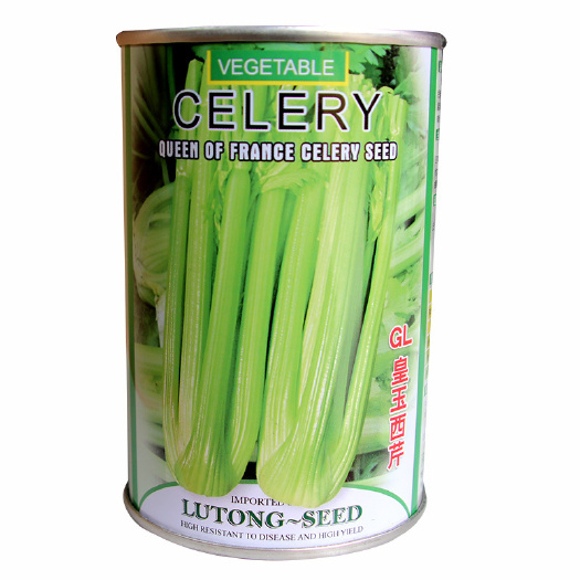 西芹种子 荷兰芹菜种子GL皇玉西芹100克嫩芹菜产量高品
