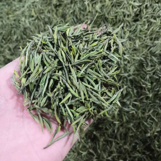 安吉县 安吉白茶，口粮茶，新茶，包邮