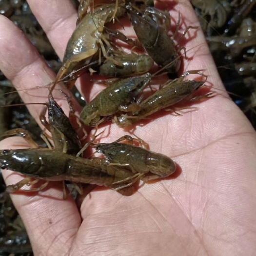 中江县虾苗，虾苗，虾苗