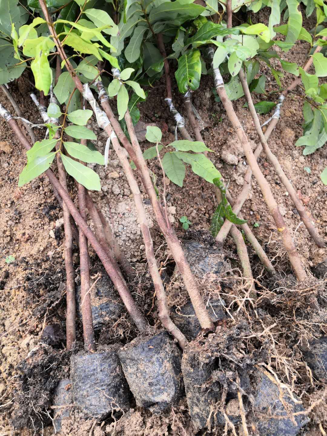 优质石峡龙眼苗（嫁接苗、营养杯苗）