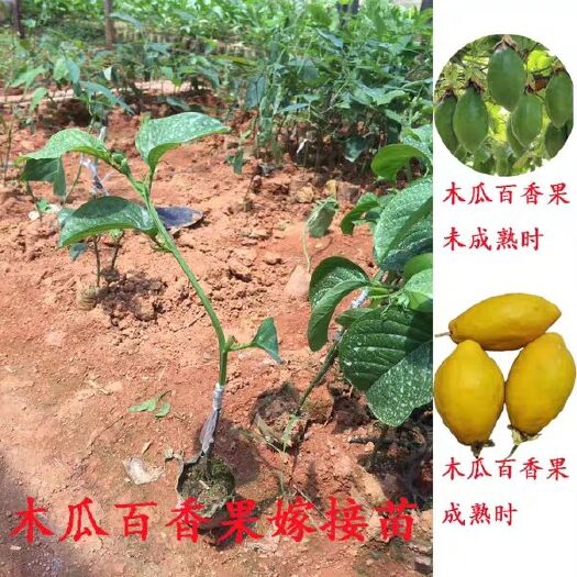 灵山县黄金百香果苗  百香果苗  香蜜百香果苗  百香果苗 百香果大苗 木瓜形