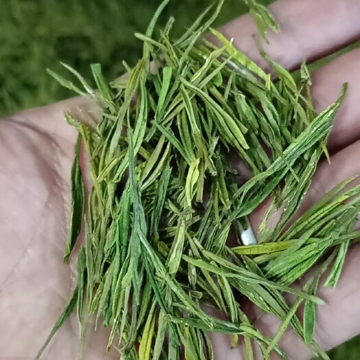 安吉县 原产地出品的安吉白茶，茶农自产自销。批发价批发价，