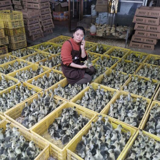 南宁狮头鹅苗  纯种大种狮鹅厂家直销只卖正品