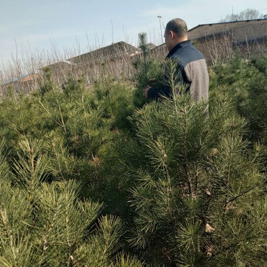 临汾 苗圃优质白皮松树苗
