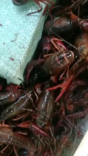 潜江市 湖北潜江清水小龙虾欢迎悠