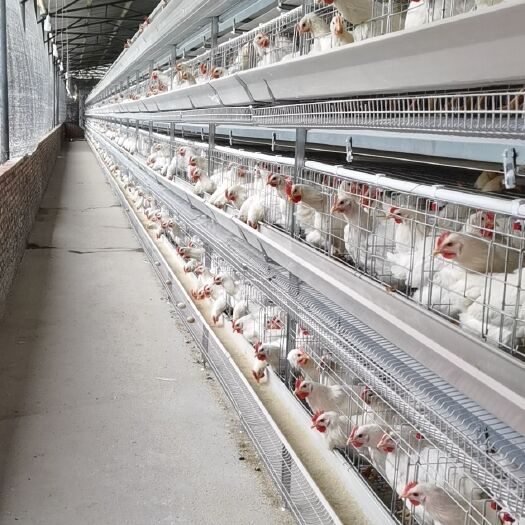 西平县大小层叠蛋鸡笼