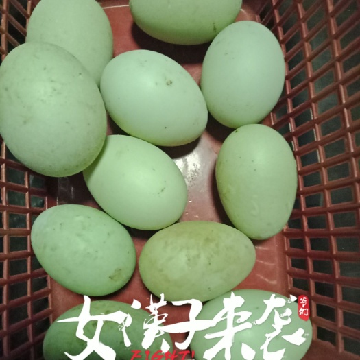 连云港金定鸭蛋 孵化 箱装