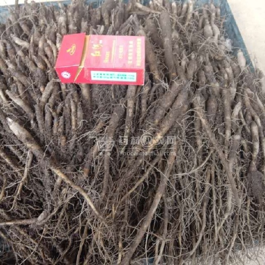 维西县 大量出售云木香种子种苗秦艽种子这几天是种植季节