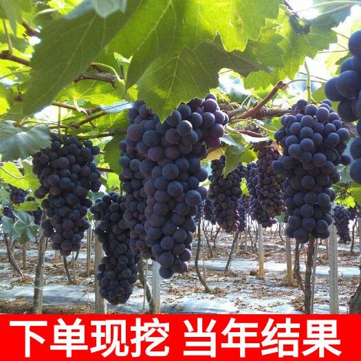 平邑县蓝宝石葡萄苗