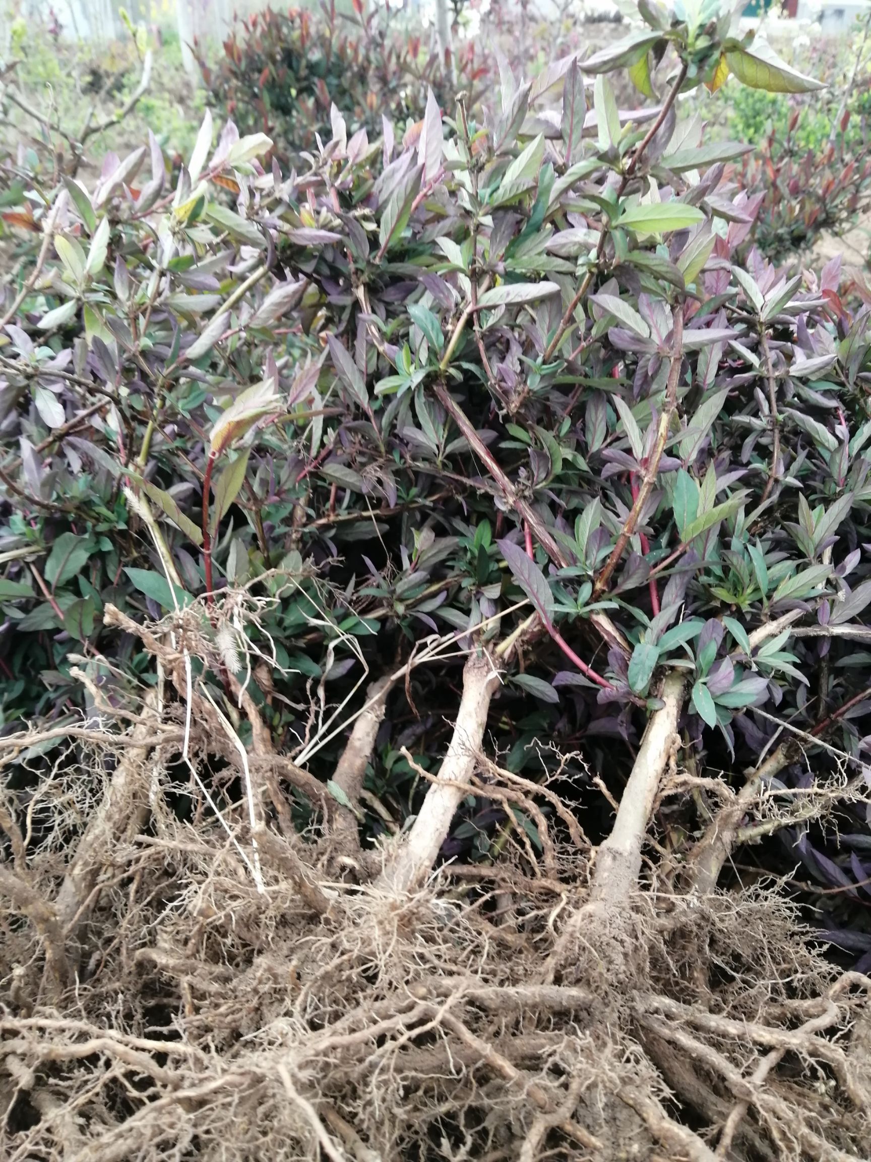红色五彩金银花苗  红色四季银花苗四季红色南北方室内盆栽地栽观赏花卉盆景爬藤植物