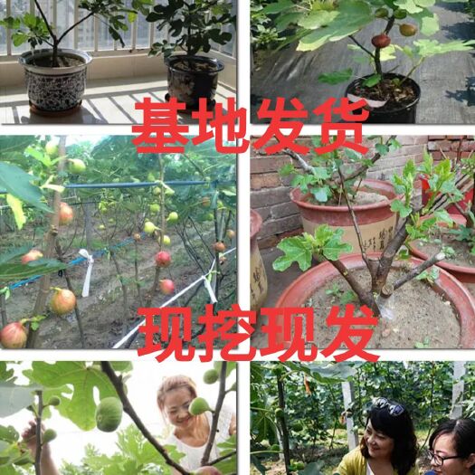 平邑县红心无花果苗 无花果苗，盆栽，地栽，当年开花结果，