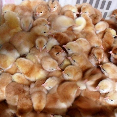 沭阳县 红毛公鸡苗 红玉公鸡 京红公鸡，等三黄鸡各品种鸡苗