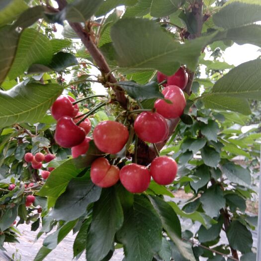 澄城县 澄城早大果大棚樱桃，春季第一果