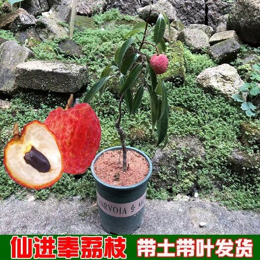 灵山县仙进奉荔枝苗  新品种上市 正宗增城仙进奉荔枝树苗 观音绿荔枝苗 广西嫁接苗
