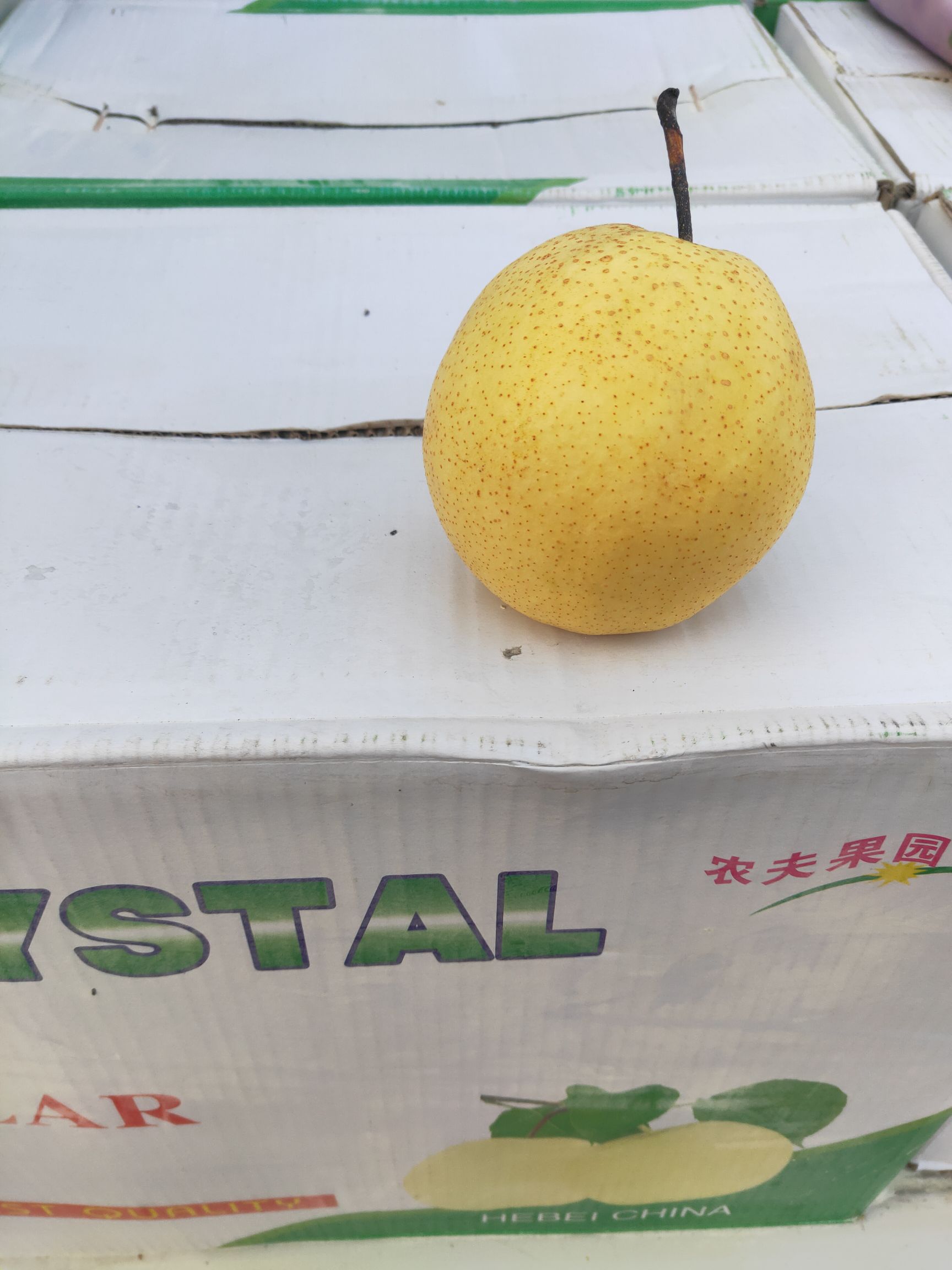 雪花梨 以质量求生存