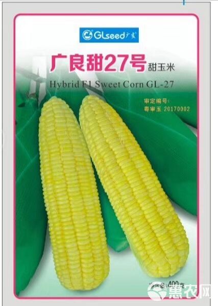 泰国甜玉米种子，广良甜27，甜玉米种，抗病强产量高棒子大
