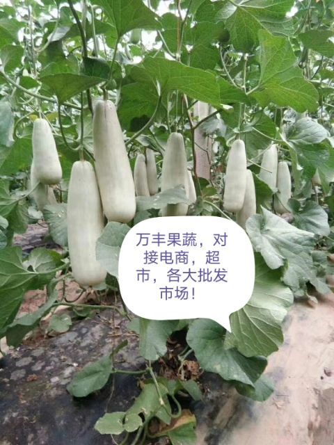 惠民县山东滨州惠民 万亩博洋甜瓜大量上市 全国代发