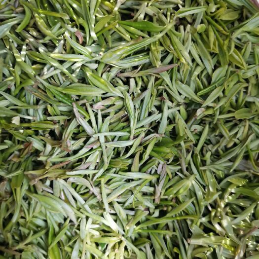 岳西县绿茶  高山野茶