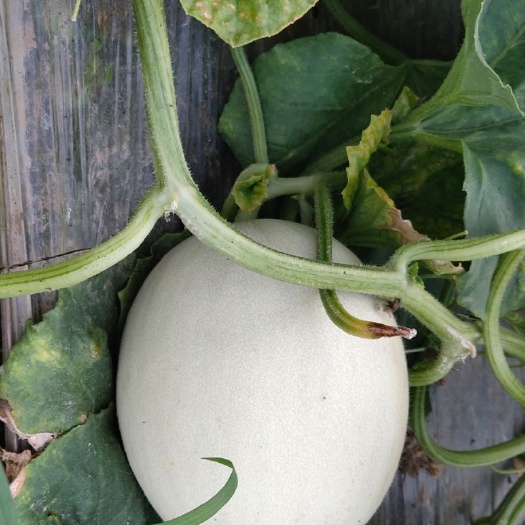 玉菇甜瓜  南汇玉菇（支持视频现场看货，自产自销）