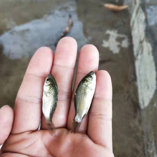 广州鲫鱼苗   鲫鱼中科三号五号快大种