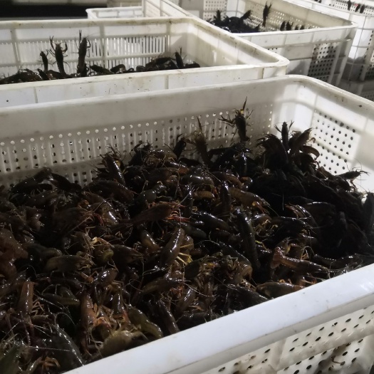 洪湖市小龙虾苗  优质龙虾苗，全国配送，一个定位，直达塘口
