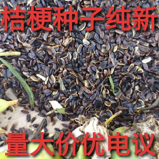 商洛 桔梗种子产地直销常年购销桔梗种子大货