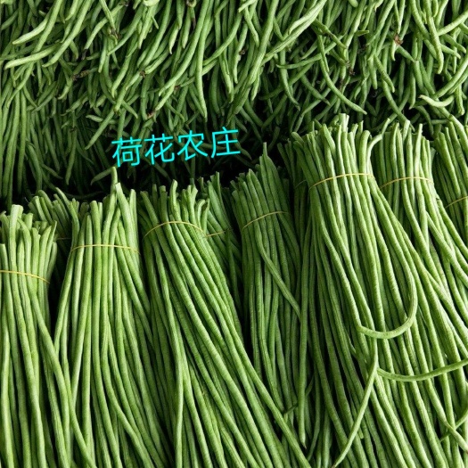 芜湖长豇豆 精品大棚长缸豆