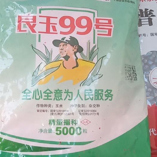 青县良玉99玉米种子  良玉99 八级大风刮不倒！国审好品种产量